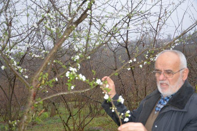 Erik ağacı Şubat ayının ortasında çiçek açtı