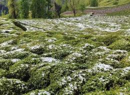 Nisan kışı çayı üretimini de vurdu! Çamlıhemşin'de rekolte bu sene düşük olacak...