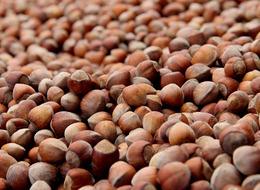 Karadeniz'de çifte tehdit: 200 bin ton fındık çöp olabilir! Bakanlık devreye girdi