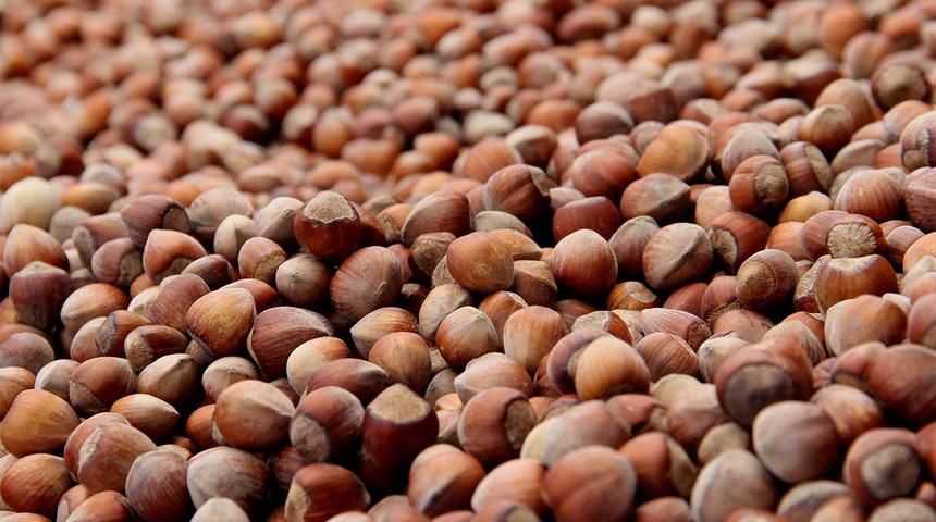 Karadeniz'de çifte tehdit: 200 bin ton fındık çöp olabilir! Bakanlık devreye girdi