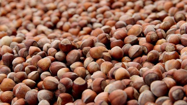 Karadeniz'de çifte tehdit: 200 bin ton fındık çöp olabilir! Bakanlık devreye girdi