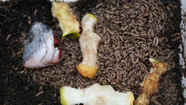 Bir böcek düşünün: Atıkları yok ediyor ve gübre üretiyor! Siyah asker sineği projesi, tarımda yeni dönemin anahtarı olabilir...