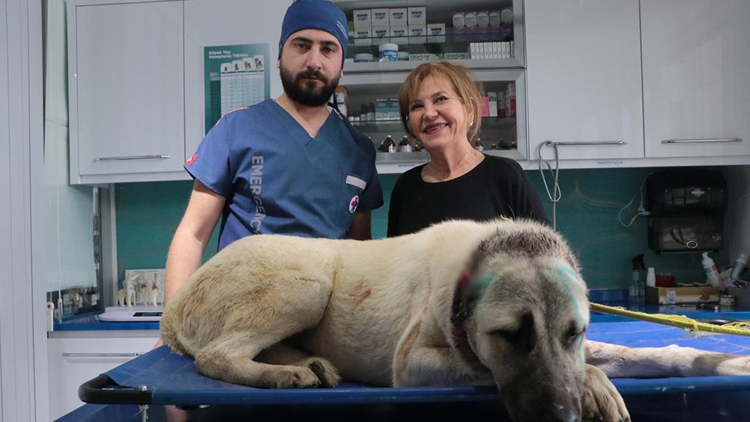 Kayseri de kulakları kesilen 3 köpek tedavi altına alındı 1