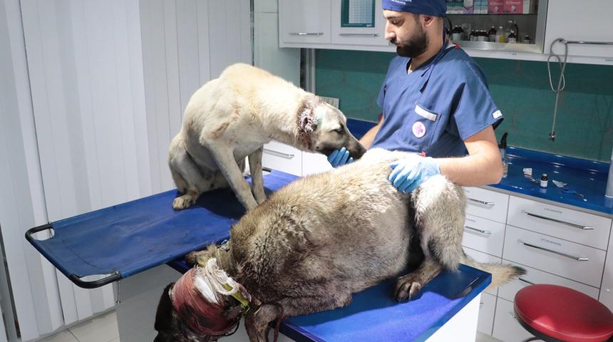 Kayseri'de kulakları kesilen 3 köpek tedavi altına alındı