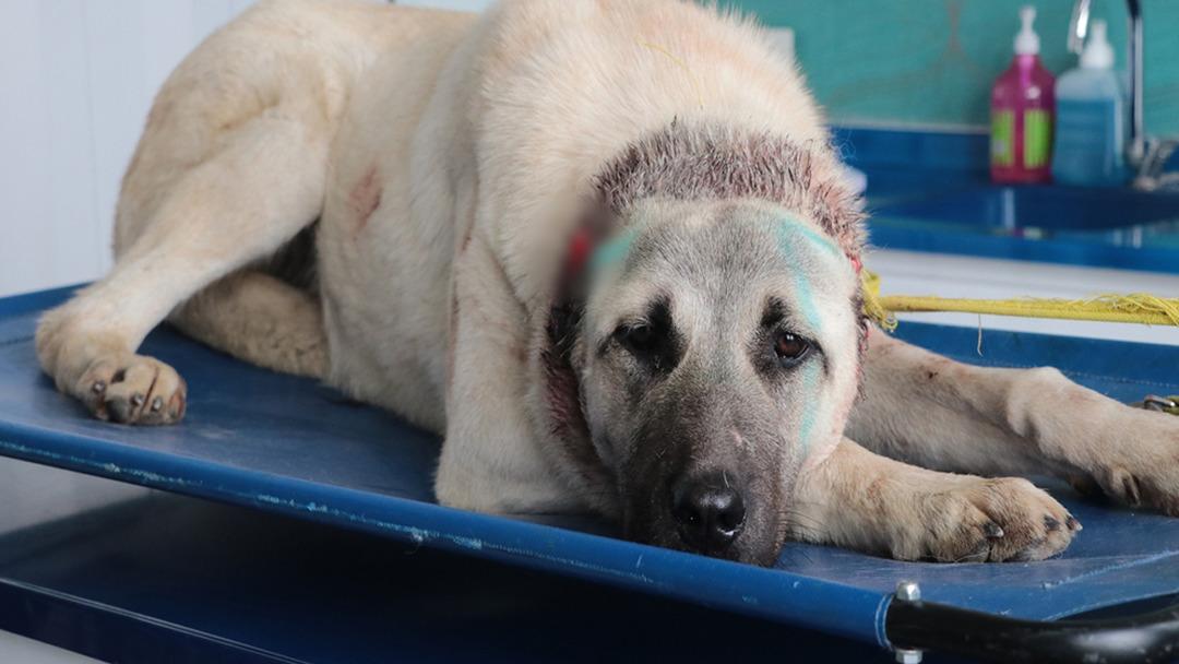 Kayseri de kulakları kesilen 3 köpek tedavi altına alındı 2