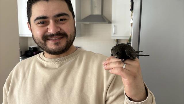 Esnafın atmaca zannettiği davetsiz misafir ebabil kuşu çıktı