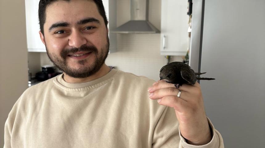 Esnafın atmaca zannettiği davetsiz misafir ebabil kuşu çıktı