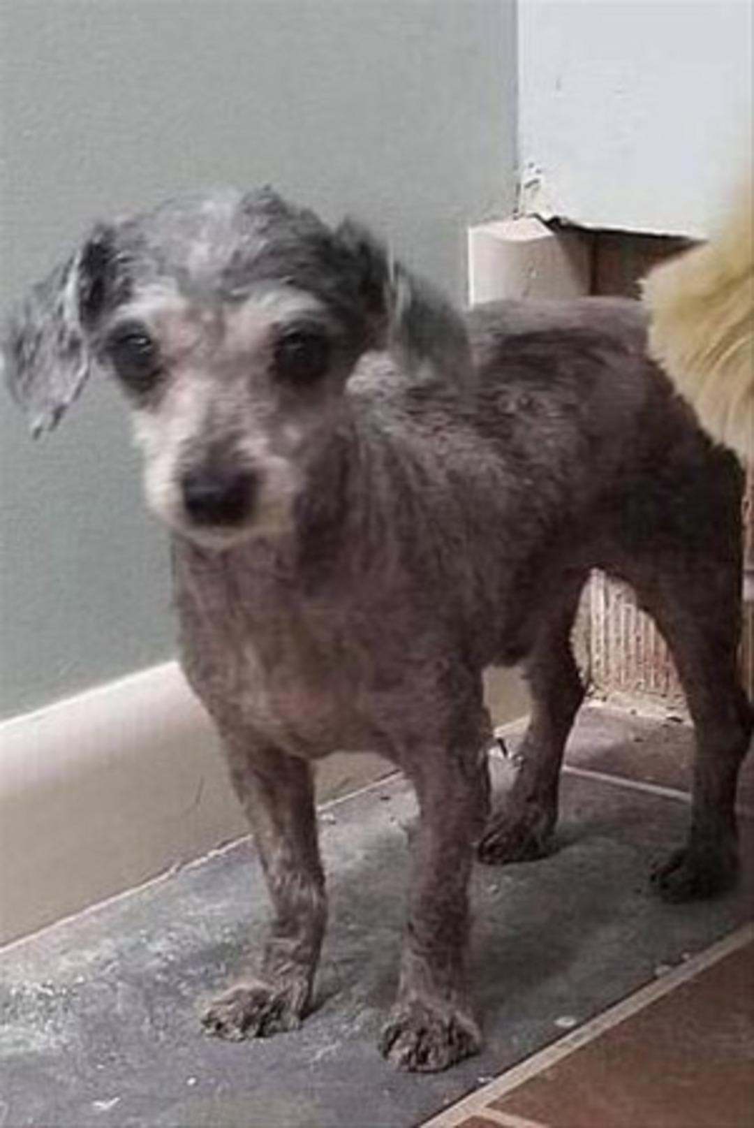 İki hafta boyunca kuyuda mahsur kaldı