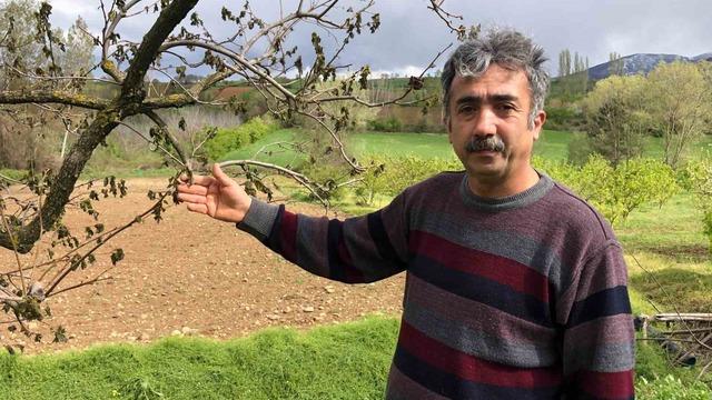65 dönümlük bahçesindeki ağaçları zarar gören Amasyalı çiftçi: Ürünlerimiz dondu, hayallerimiz kayboldu