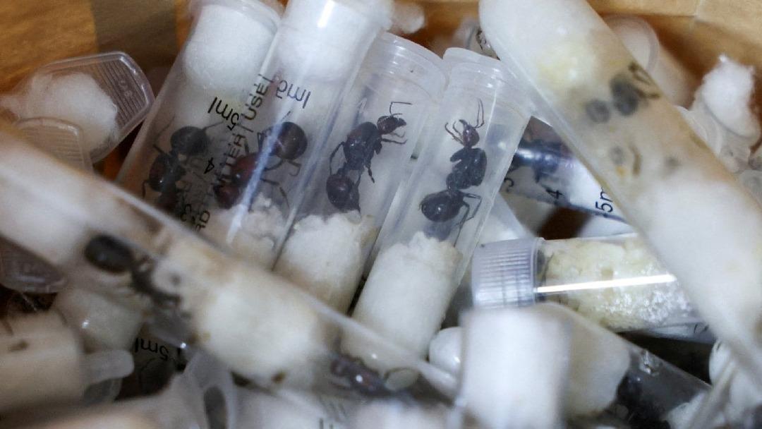 Binlercesi ele geçirildi! Yaklaşık 2 santimetre uzunluğa ulaşabiliyor! Şırıngalara koyup... 2