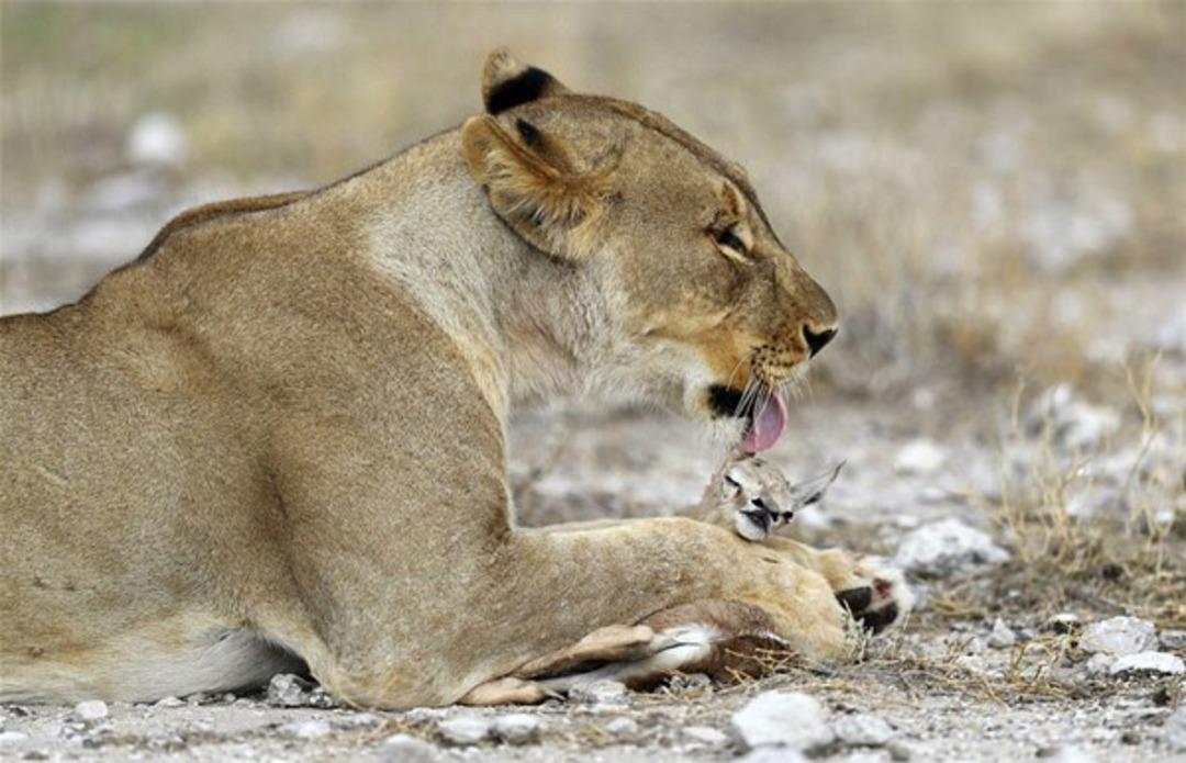 Kendi yavruları &ouml;ld&uuml;r&uuml;ld&uuml;kten sonra bakın ne yaptı