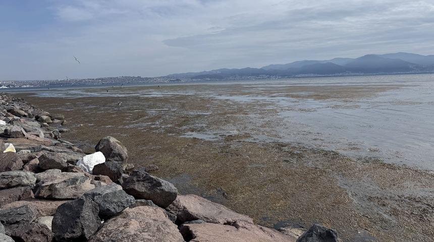 İzmir'de Bostanlı sahilinde yosun tabakası oluştu