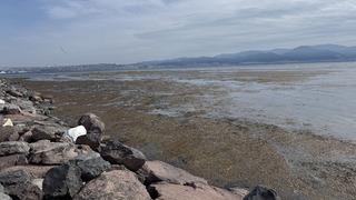 İzmir'de Bostanlı sahilinde yosun tabakası oluştu