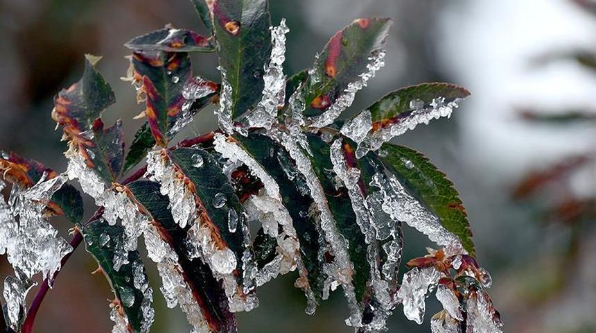 Zirai donun etkileri 3 ay boyunca araştırılacak! Komisyon kurulmasına yönelik önerge Meclis’ten geçti