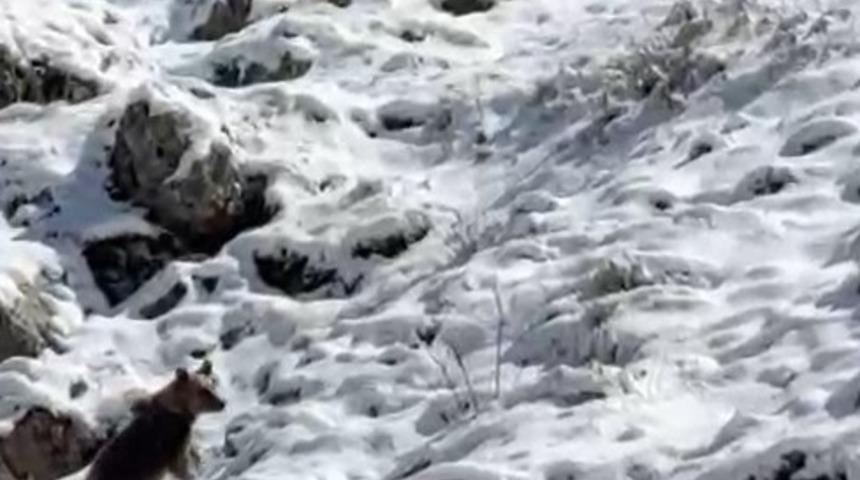 Yayla evlerini tahrip eden ayılardan biri kaçarken görüntülendi