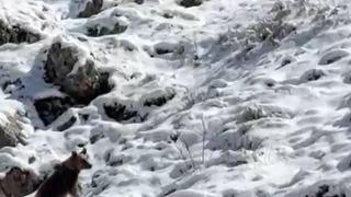 Yayla evlerini tahrip eden ayılardan biri kaçarken görüntülendi