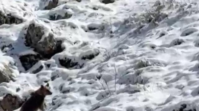 Yayla evlerini tahrip eden ayılardan biri kaçarken görüntülendi