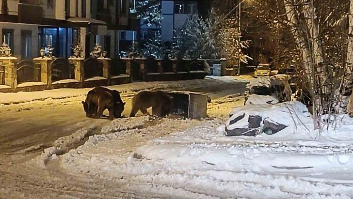 Kars’ta sokaklarda sürpriz karşılaşma! Yiyecek arayan ayılar şehir merkezine indi G1