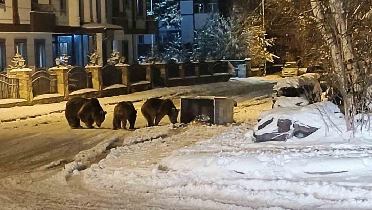 Kars’ta sokaklarda sürpriz karşılaşma! Yiyecek arayan ayılar şehir merkezine indi G2