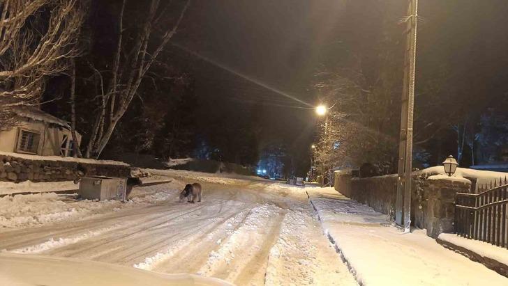 Kars’ta sokaklarda sürpriz karşılaşma! Yiyecek arayan ayılar şehir merkezine indi G3