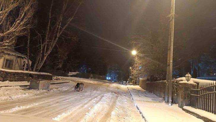 Kars’ta sokaklarda sürpriz karşılaşma! Yiyecek arayan ayılar şehir merkezine indi G4