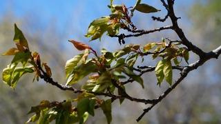 Enflasyona bir de 'Zirai don' eklendi... Bazı ürünlerde kayıp %100: Bu ürünler bu sene cep yakacak! 
