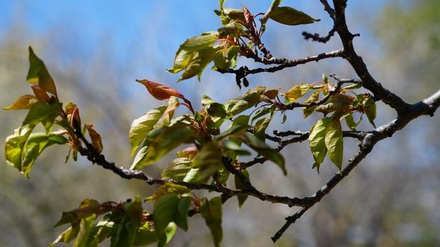 Enflasyona bir de 'Zirai don' eklendi... Bazı ürünlerde kayıp %100: Bu ürünler bu sene cep yakacak! 
