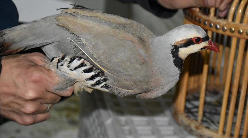 Şırnak'ta aracında ticareti yasak 21 kınalı keklik bulunan sürücüye 76 bin 500 lira ceza