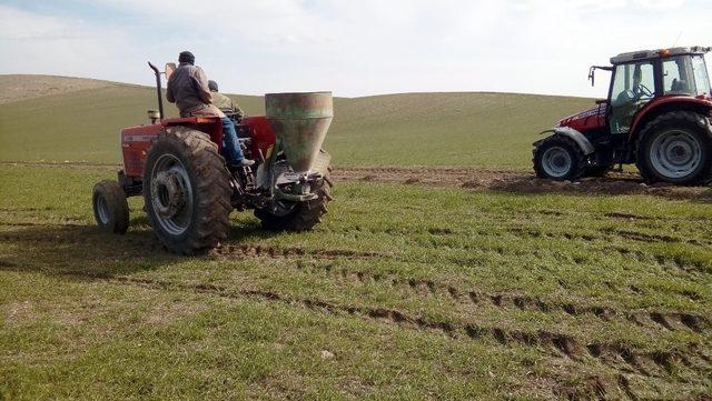 Yozgatlı çiftçiler ekinlerinin gübreleme çalışmalarına başladı