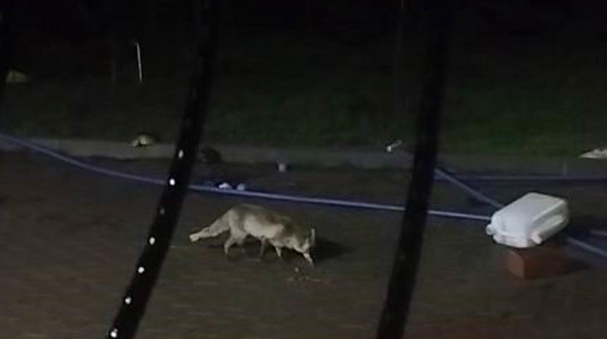 Aç kalan tilki evin bahçesine kadar girdi