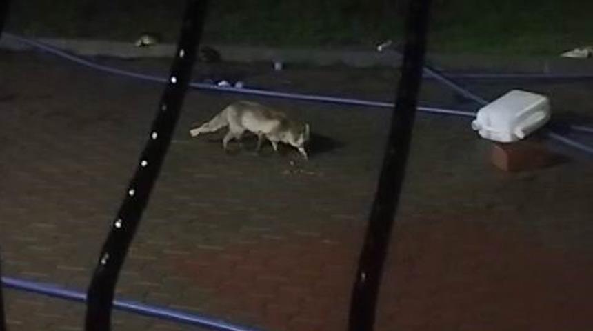 Aç kalan tilki şansını evin bahçesinde denedi!