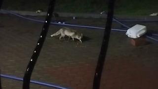 Aç kalan tilki şansını evin bahçesinde denedi!