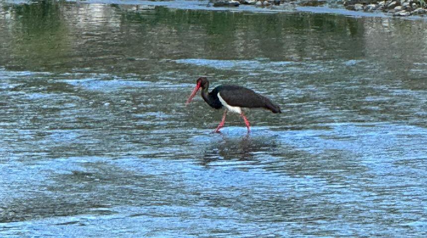 Türkiye'de nadir görülen kara leylekler Düzce'de görüntülendi