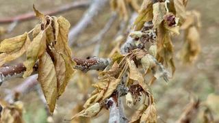 Yakın tarihin en şiddetlisi oldu: Zirai donu Malatyalı çiftçiyi vurdu!