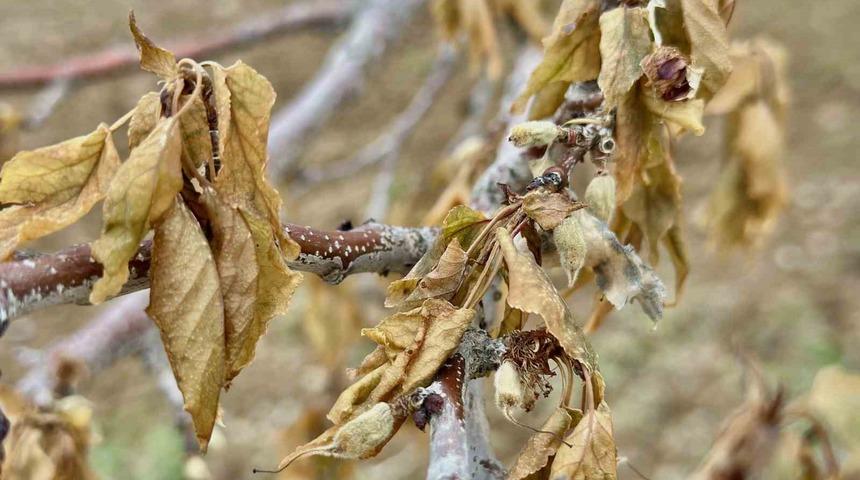 Yakın tarihin en şiddetlisi oldu: Zirai donu Malatyalı çiftçiyi vurdu!