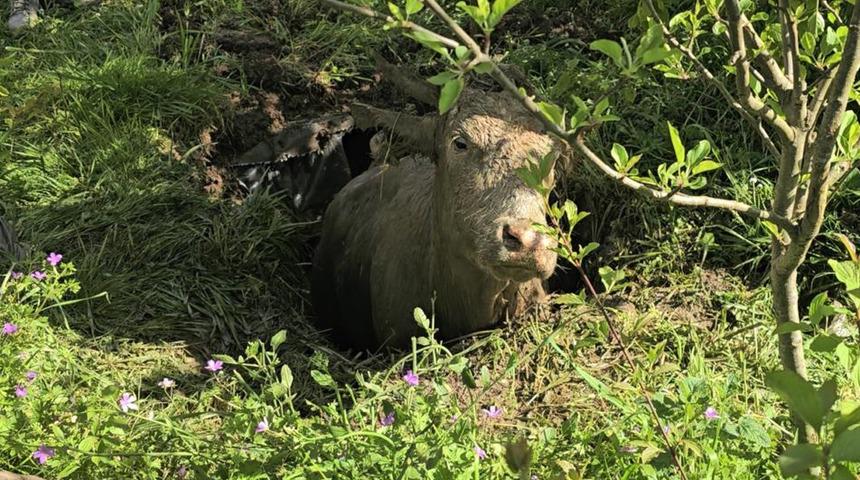Foseptik çukuruna düşen inek iş makinesiyle kurtarıldı