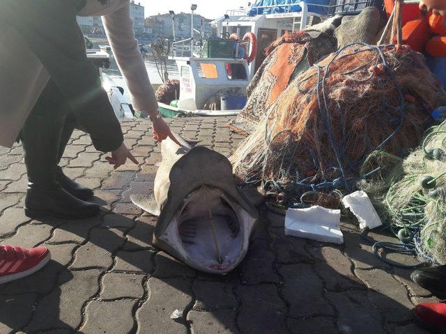 Marmara açıklarında ağlarına 1,5 metrelik köpek balığı takıldı