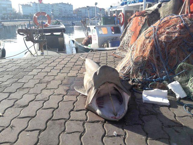 Marmara açıklarında ağlarına 1,5 metrelik köpek balığı takıldı