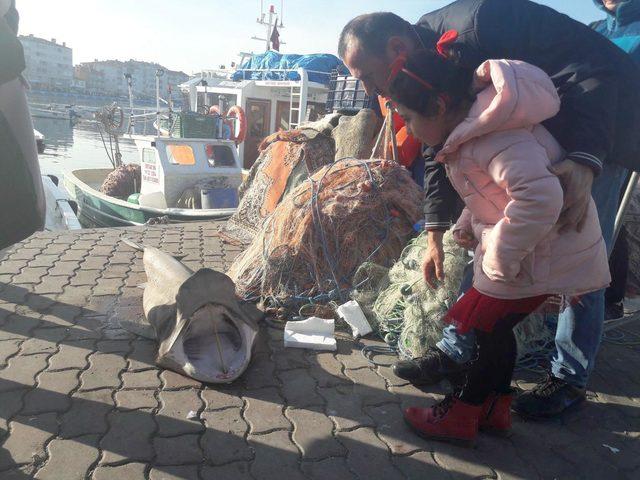 Marmara açıklarında ağlarına 1,5 metrelik köpek balığı takıldı