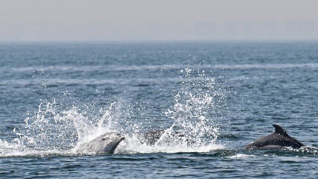 Marmara Denizi'nde yunuslar görüntülendi