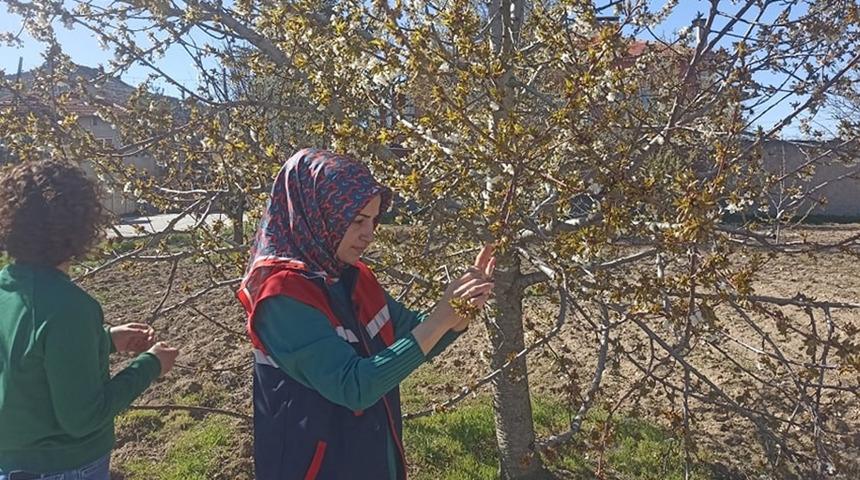 Zirai don nedeniyle hasar tespit çalışmaları devam ediyor