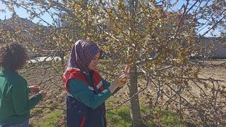 Zirai don nedeniyle hasar tespit çalışmaları devam ediyor