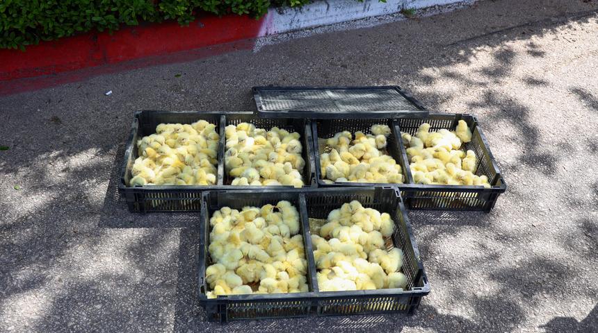 Otobüse 300 tanesini koyup yollamışlar Civcivlerin tamamına el kondu