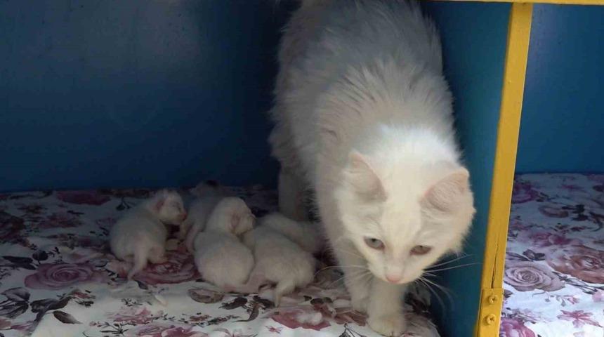 Dünya güzeli Van kedisi ‘Su’ 5 yavru doğurdu