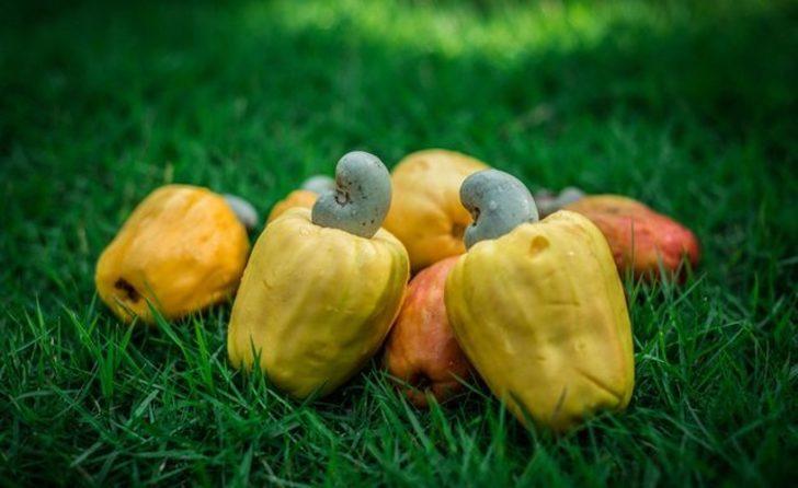 Çok ilginç! Bu meyveden elde edilen kuru yemiş hangisi? G1