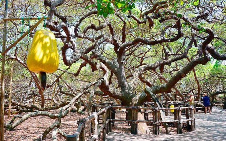 Çok ilginç! Bu meyveden elde edilen kuru yemiş hangisi? G3