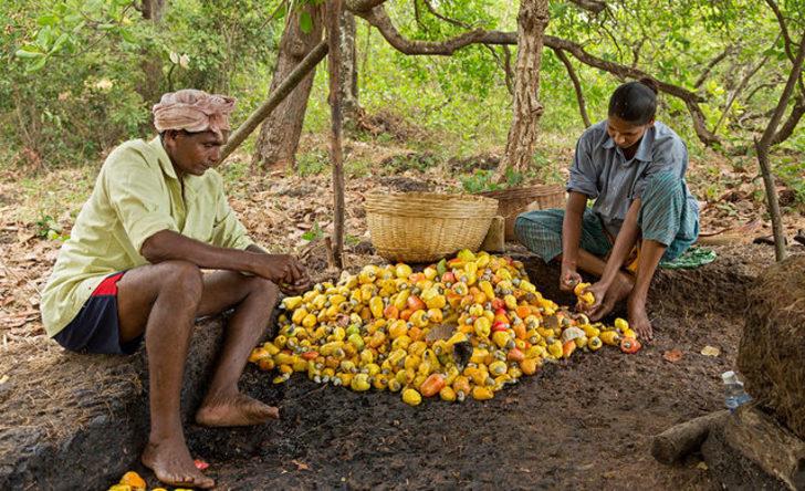 Çok ilginç! Bu meyveden elde edilen kuru yemiş hangisi? G4