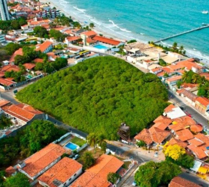 Çok ilginç! Bu meyveden elde edilen kuru yemiş hangisi? G5