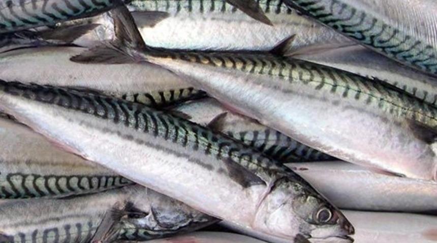 Bu balıkların yararı değil zararı var! Aklınızda olsun, T&Uuml;KETMEYİN