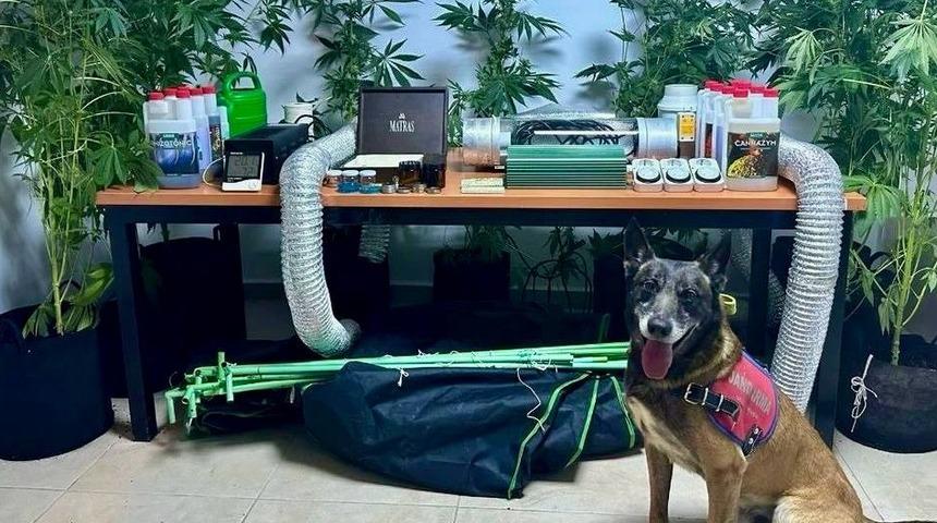 Evinde iklimlendirme sistemiyle kenevir yetiştiren zanlı yakalandı